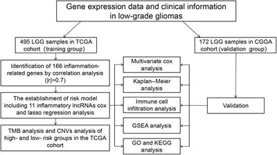 A Novel Inflammatory lncRNAs Prognostic Signature for Predicting the Prognosis of Low-Grade Glioma Patients